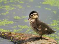 Little Naturalist Program - What is in a Wetland