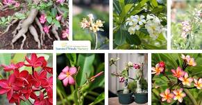 Growing Adeniums & Plumerias