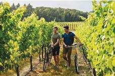 Full-Day Private Chacras de Coria Bike and Wine Tour with Gourmet Lunch from Mendoza