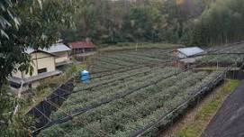 Matcha Tea Tour in Uji, Kyoto