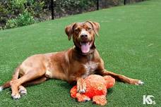 Southside PetSmart Adoption Event