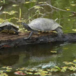 Jean Lafitte Swamp and Bayou Tour