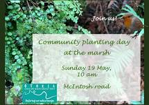 Community planting day at the Ōtokia marsh, Brighton