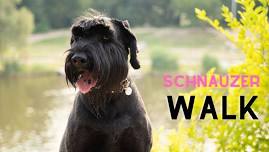 April 2024 Schnauzer Meet Up