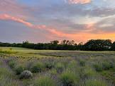 Lavender Harvest with Fields of Fidelis