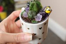 Spineless Cacti: Astrophytum in a Mini Mug!