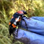 BRINGING THE ENDANGERED AMERICAN BURYING BEETLE BACK TO NEW YORK