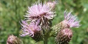 Noxious Weed Walk & Talk 2024