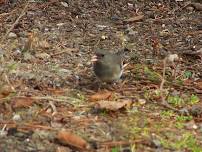 Birding 101 Walk