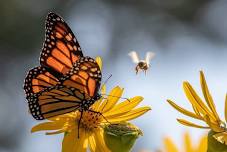 Family 2nd Saturday: Pollinators — Turtle Bay