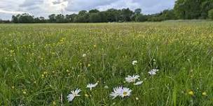 Nature Walk through Chertsey Meads