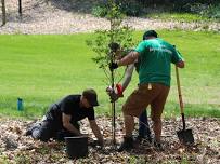 Arbor Day at Meadow Brook