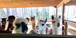 Memorial Day Weekend Creekwater Alpaca Farm Barn Tour