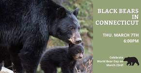 Black Bears in Connecticut,