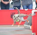 Skidmarkz Flyball Tournament