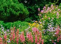 Native Plants of Summer Hybrid