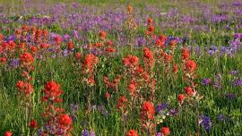 Spring Wildflower Walk with Jerod Huebner at Carver Prairie