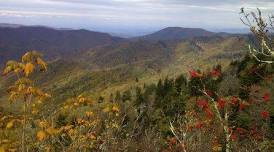 Mt. Buckley and Appalachian Trail South: High Elevation Specialties