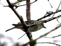 Birding at Dahl Wildlife Sanctuary (North Conway)