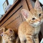 Cat and kitten adoptions