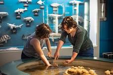 Touch Tank Feeding