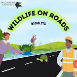 Wildlife on Roads Bioblitz