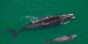 Right Whales: Species on the Brink, a talk by Jesse Mechling in Yarmouthport