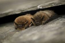 International Bat Night - Great Fen Guided Walk