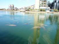 Manatee Viewing Center – Free Daily Seasonal Admission