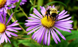 NATIVE PLANT SALE