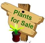 Falmouth Garden Club Plant Sale