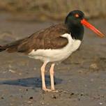 Beyond Basic Birding: Barrier Beach