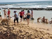 Wednesday, Friday and Sunday Morning Doggie Beach Walks