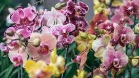 The New Orleans Orchid Society - Show & Sale