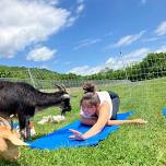 Goat Yoga Session 3