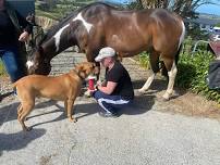 Equine First Aid Clinic