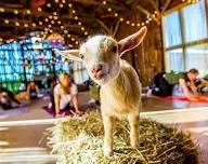 Baby Goat Yoga