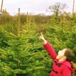 Christmas Tree - Cranborne