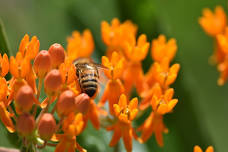 Milkweed Giveaway