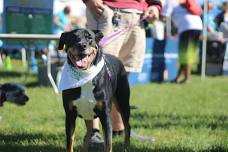 Bark in The Park