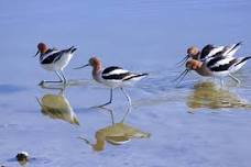 Sagebrush to Sandstone: Paper Bird Workshop with Bobbie Ann Howell — Nevada Humanities