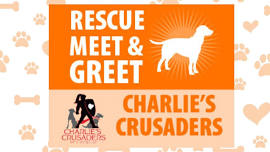 Meet & Greet Adoptable Dogs