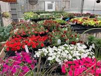 Dwight American Legion Auxiliary(Plant Sale)