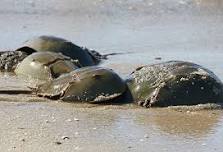 Horseshoe Crabs: Living Fossils on the Beach