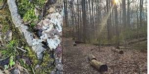 Holy Listening in the St. Peter's in the Woods Sanctuary Forest