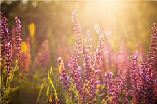 Blooms on the Prairie