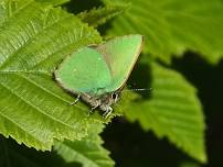 Butterfly Conservation Field Trip