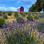 Lavender Farm Yoga