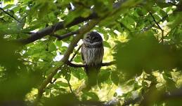 Birding at Lyman Reserve