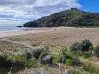 Kūaotunu Dune Care Inc Planting - Kawhero Reserve